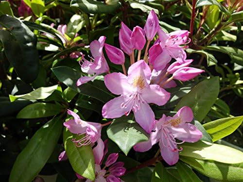 American Beauties Native Plants - Rhododendron maximum 'Independence' (Rhododendron) Evergreen, clear pink flowers, #2 - Size Container - Image 2