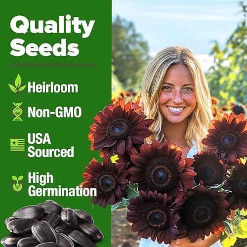 HOME GROWN Chocolate Cherry Sunflower Seeds, 150 Seeds, Helianthus annuus - Image 2