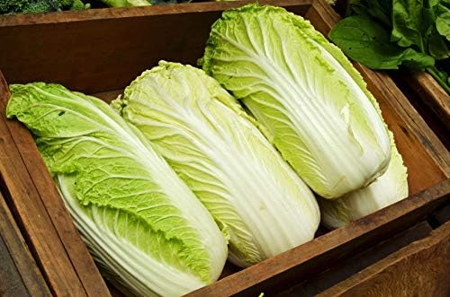 Seeds Vegetable Napa Cabbage Chinese Green - 300 Seeds - Image 3