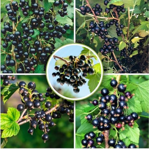 Black Currant Bush Live Plant, Berry Fruit Bush, 6-12 Inch Tall - Image 4