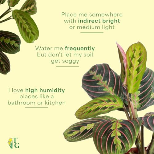 Live Red Prayer Plant, Pet Friendly, Easy to Grow, 4" Diameter Pot - Image 7