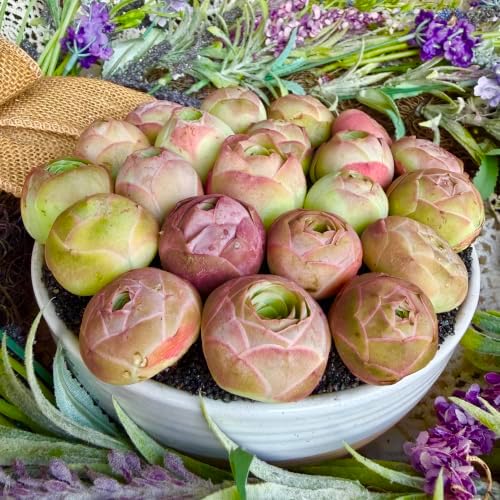 3PCS Aeonium Aureum Live Succulent Plants Bare Root, Mountain Rose Succulents Live, 0.5-1.5", Easy Care Rosette Succulents for Indoor Outdoor Decor, Garden, Gifts, No Pot or Soil - Image 2