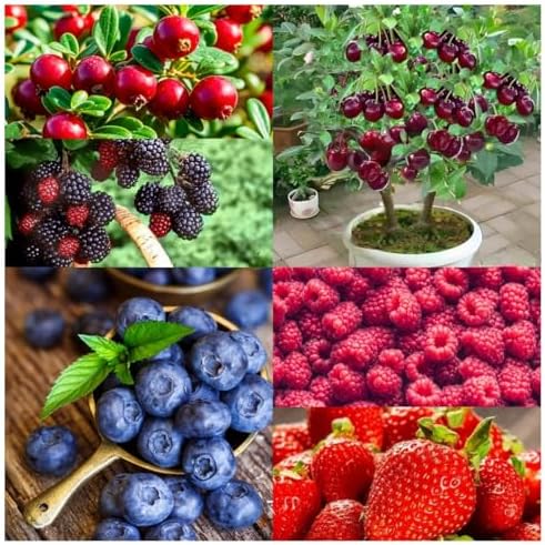 Fruit Seeds Variety Pack 1500pcs 6 Types – High Yield – 400pcs Strawberry, 200pcs Blueberry, 300pcs Raspberry, 300pcs Mulberry, 200pcs Cranberry,20 Cherry - Image 2