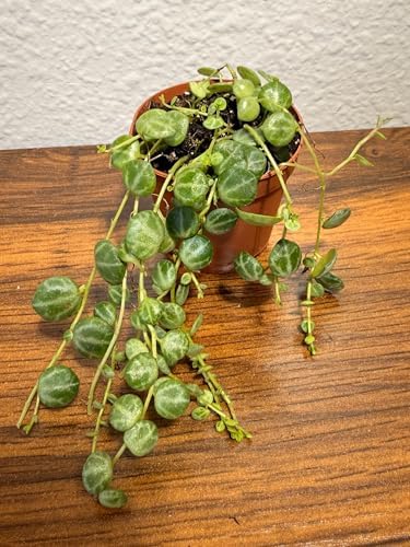 Live String of Turtles Plant, Peperomia Prostrata, 2-Inch Pot, Indoor Trailing Houseplant - Image 2