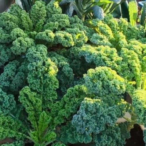 2 Kale Plants, Live Kale Plant in 4'’ Pot, Live Vegetable Seedling - Image 4