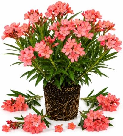 Dwarf Salmon Oleander Live Plant, 5-7 Inches Tall, Outdoor Flowering Shrub by Unknown