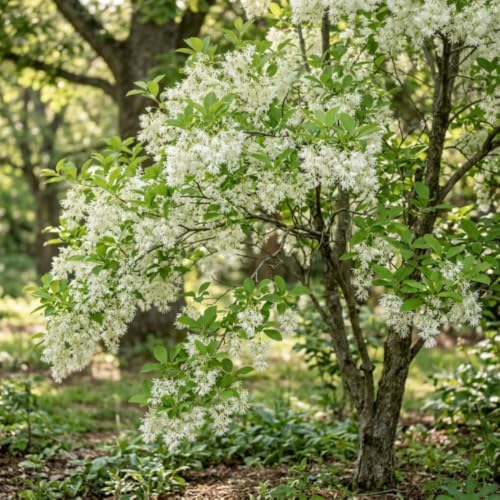 Fringe Tree Live Plant, Hardy Ornamental Shrub, 8-10 Inch Tall, Quart Pot - Image 5