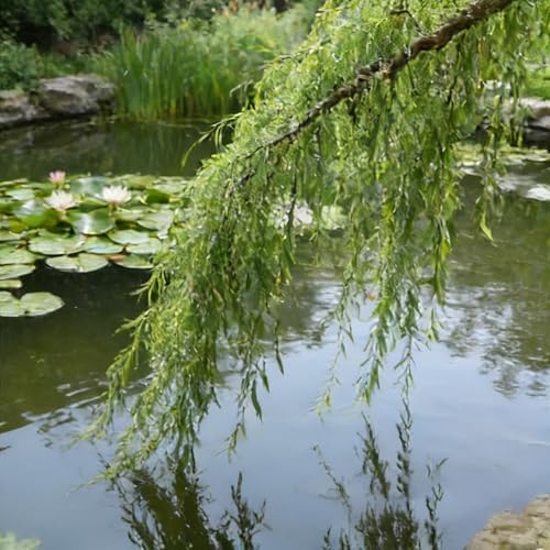 28+pcs Dwarf Willow Bonsai Tree Seeds for Planting, Perennial Willow Tree Seeds to Plant, Heirloom Non-GMO Hummingbird Vine Bonsai Plants for Home Garden Indoors - Image 7