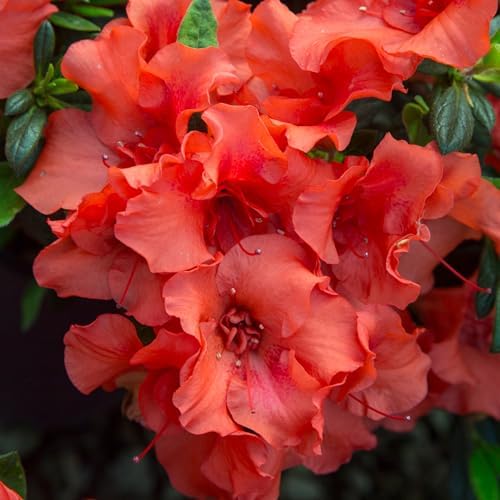 Encore Azalea 1 Gal. Autumn Embers Azalea Shrub (Pack of 2) - Image 3