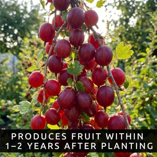 Red Gooseberry Plants Live (3 Pack) – Ships Dormant - Edible Fruit Bushes, Hardy Gooseberry Shrubs for Outdoor Planting, Sweet Tart Berries for Garden & Backyard - Image 6