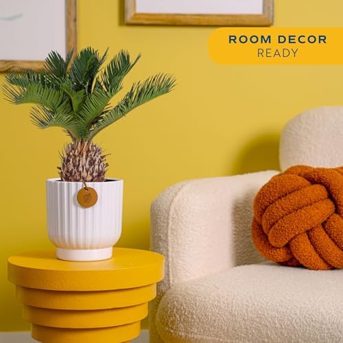 Costa Farms Sago Palm, Live Indoor Plant, Tropical Decor, Air Purifying - Image 2