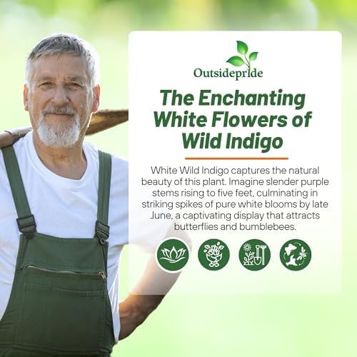Outsidepride White Wild Indigo Seeds for Planting - 100 Pcs Perennial Flowers with Tall Growth Habit, Cold Tolerant, Nitrogen-Fixing Legume Plants, for Cooler Climates, & Pollinator Gardens - Image 5