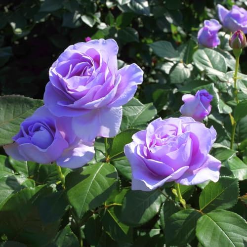 Climbing Rose Live Plant, Fragrant Ornamental Rose, 5-7 Inch Tall - Image 4