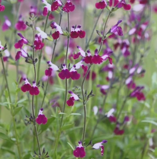 Amethyst Lips Salvia – Live Flowering Plant in 3 Inch Pot – Hummingbird Magnet - Image 4