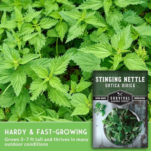 Stinging Nettle Seeds for Planting - 3 Packs - Image 3