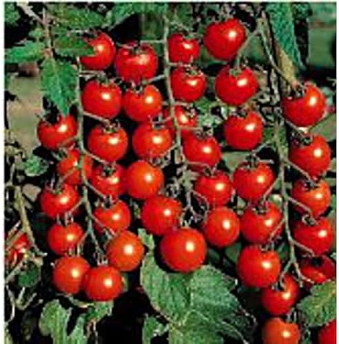 Super Sweet 100 Tomato Seeds (45 Seeds) Seeds for Planting, Farm, Growing in Garden, Greenhouse, Vegetable, Fruit by Unknown