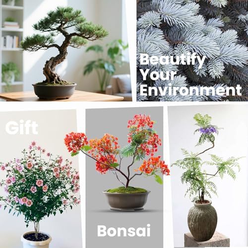 Bonsai Tree Kit for Beginners - 5 Unique Japanese Bonsai Seeds, DIY Indoor Gardening Crafts for Adults | Valentine's, Mother's Day & Birthday Gifts for Women and Men | Complete Starter Kit with Tools - Image 6