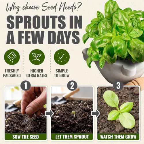 Seed Needs Sweet Basil Seeds to Plant Non-GMO Heirloom Genovese XL Pack - Image 5