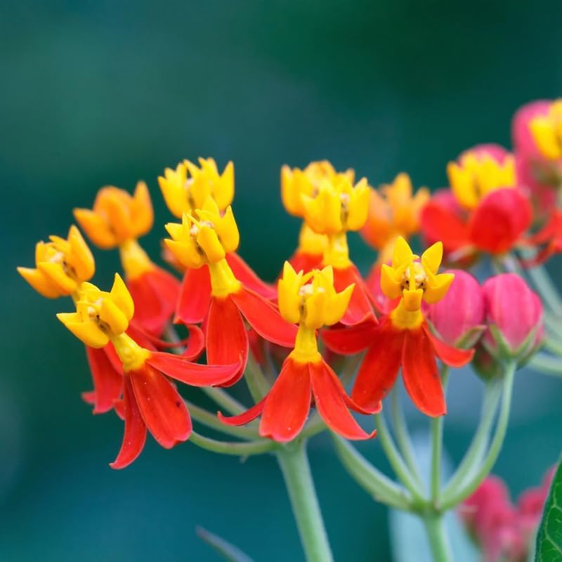 2 Red Butterfly Milkweed Plants Live, Asclepias Tuberosa Tropical Flowers - Image 7