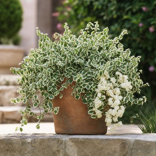 Variegated Creeping Fig Vine - Ficus Pumila Variegata - 20 Live Fully Rooted 2 Inch Plants - Climbing Ivy - Image 2