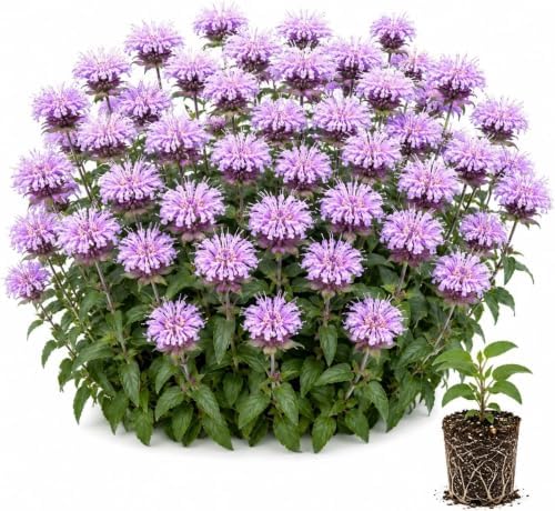 1 Lavender Bee Balm Live Plant Plug – Purple Monarda Perennial for Bees by CZGrain