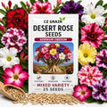 Desert Rose Seeds for Planting (Adenium Obesum) | Mixed Color Variety Bonsai Seeds | Rare Tropical Flowering Succulent | Exotic Indoor & Outdoor Ornamental Plant (25 Seeds) by CZGrain