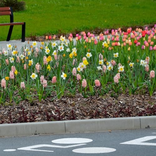 Complete Spring Flower Bulb Garden – Mixed Tulips, Daffodils & Hyacinths – 75 Bulk Bulbs for Colorful Spring Blooms – Easy Fall Planting - Plant in Gardens, Borders & Flowerbeds - Willard & May - Image 3