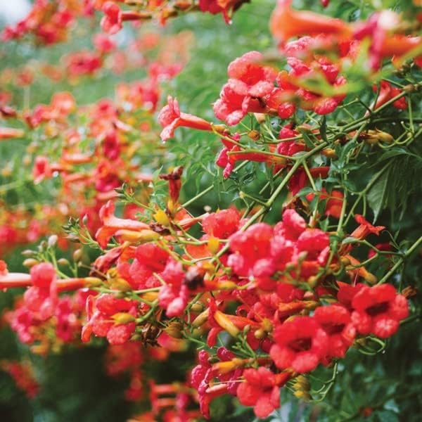 Trumpet Vine - Campsis radicans - 4" Pot with Root 100% Survival Guaranteed - Image 3