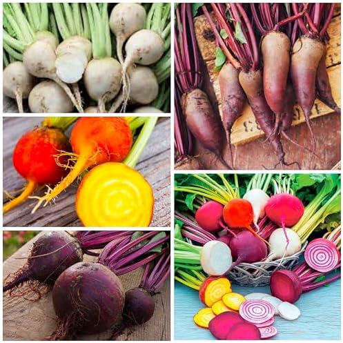 Seed Needs Rainbow Beet Seeds 1,500 Vegetable Seeds Non GMO Bulk Pack - Image 5