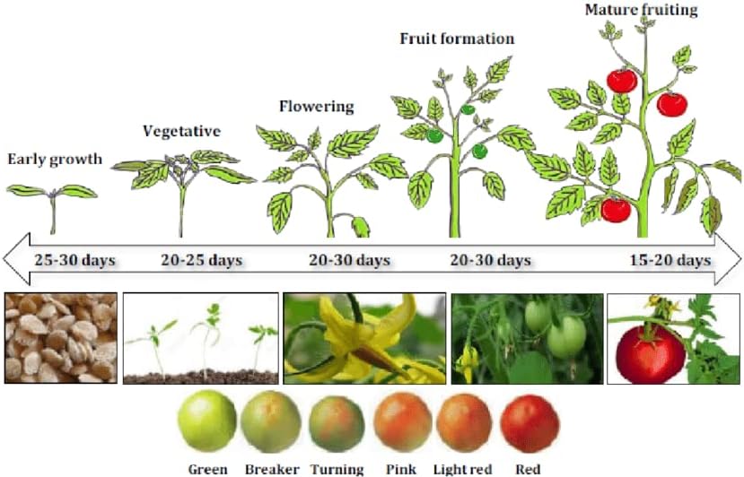 Organic Growing Fertilizer 1 Gal, CDFA Organic Registered. Plant Care Fertilizer for Vegetable Gardens Like Tomato, Cucumber, Squash, Beans and All Other Plants - Image 4