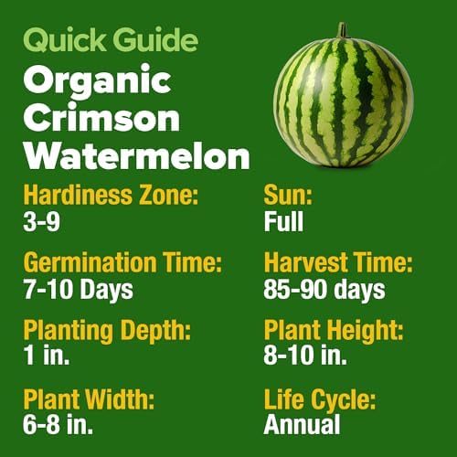HOME GROWN Organic Crimson Sweet Watermelon, 15+ Seeds, Citrullus lanatus - Image 6