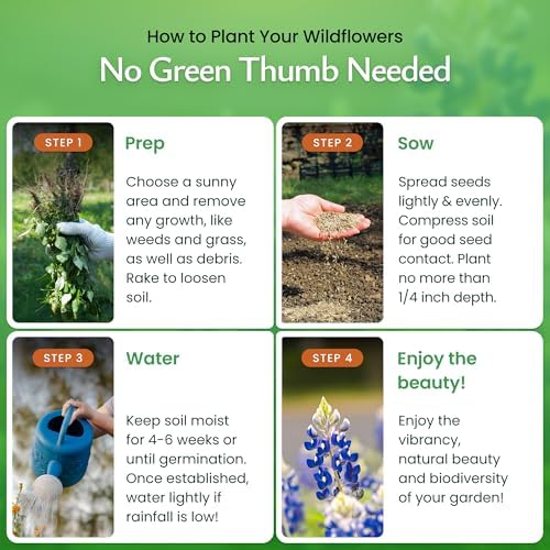 Texas Wildflower Seed Mix – Over 60,000 Flower Seeds, Covers 300 Sq Ft - Image 4
