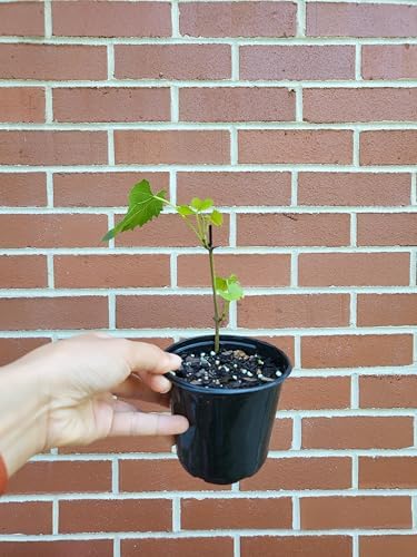 Muscadine Grape Vine - Vitis rotundifolia - Live Plant - Vigorous Grapevine Plants - Ideal for Gardening in Patio and Garden 8" Tall Above Soil in 4" Pot – Hardy Fruit Vine - Green Fruit - Image 4