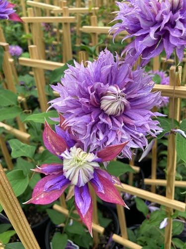 Perennial Farm Clematis x Viticella Diamantina Hybrid– Live Regal® Series Clematis in 4 Quart Container, Large Double Purple Blooms, Long Blooming, Compact Climber, Ideal for Trellises & Containers - Image 4