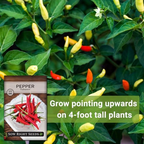 Sow Right Seeds - Tabasco Pepper Seed for Planting Outdoor Hot Peppers - Image 5