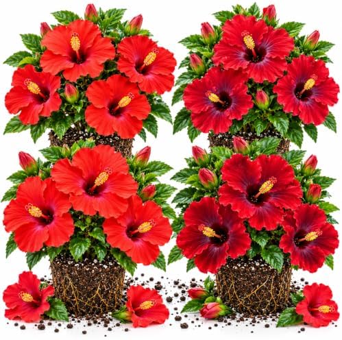 4 Red Hibiscus Plants Live, Cold Hardy Flower Bush, 4-7" Tall by Unknown