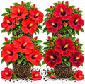 4 Red Hibiscus Plants Live, Cold Hardy Flower Bush, 4-7" Tall by Unknown