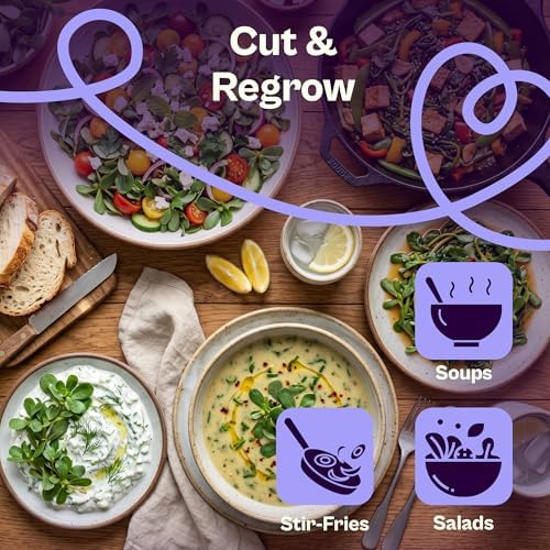 SVI 2500 Purslane Seeds (Portulaca oleracea) – Common Purslane, Verdolaga Seed Packets Bulk, Pigweed, Succulent Grow – Heat & Drought Tolerant Heirloom Herb Seeds, Indoor Herb Garden & Outdoor Garden - Image 4