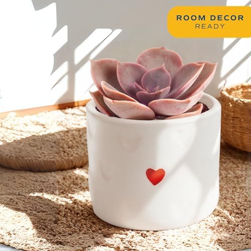 Costa Farms Mini Succulents, Live Indoor Plant, Easy Care, Home Decor - Image 2