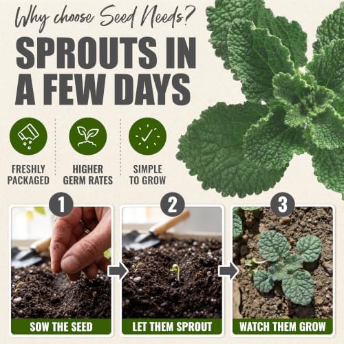 Seed Needs Horehound Seeds to Plant an Herb Garden - 2 Packs - Image 5