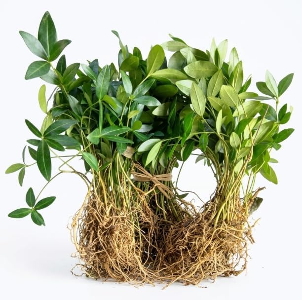 Set of 50 Blue Vinca Minor Plants Live, Creeping Myrtle Periwinkle Ground Cover, Hardy Perennial, 4-6 Inch Tall, Bare Root, No Pot - Image 7