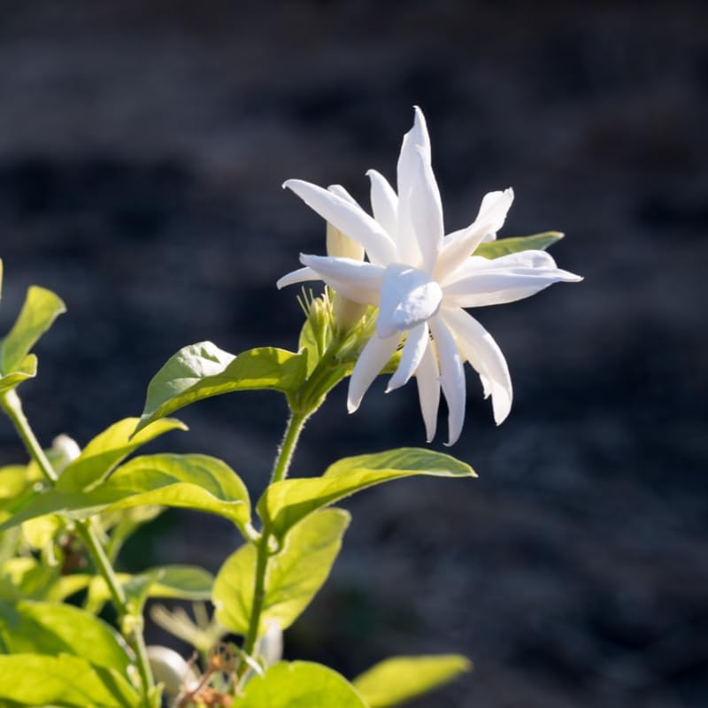 Belle Arabian Jasmine Plant, Indoor Outdoor Flower Plant, 4-9 Inches - Image 5