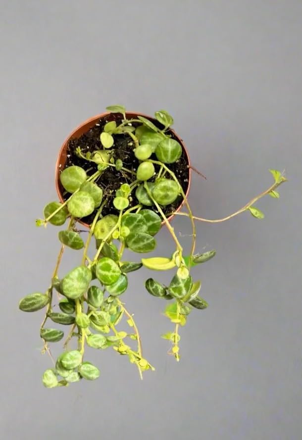 Live String of Turtles Plant, Peperomia Prostrata, 2-Inch Pot, Indoor Trailing Houseplant - Image 4