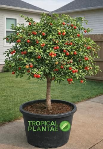 Acerola (Malpighia emarginata) Live Tropical Fruit Plant – Fast Growing – USDA Certified by Unknown