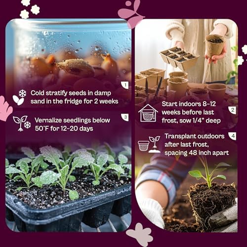 SVI 50 Green Globe Artichoke Seeds (Cynara scolymus) – Globe Artichoke Seed Packets, Artichokes Garden Seed Perennial – Heirloom Vegetable Seeds for Outdoor Garden Raised Beds, Containers - Image 5