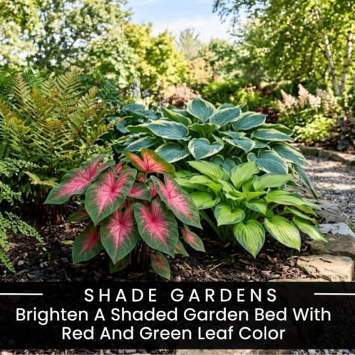 6 Crimson Sky Caladium Bulbs for Planting, Red Foliage Tubers for Shade - Image 4
