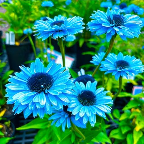 300+ Mixed Color Echinacea Seeds-Perennial Coneflower Seeds-Coneflowers Seed Non-GMO Perennials Plants, Pollinators & Cut Flowers for Garden - Image 7