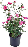 Rosa 'Zéphirine Drouhin' (Climbing Rose) Rose, thornless pink flowers, #3 - Size Container by GreenPromiseFarms