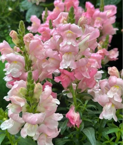 5200+ Snapdragon Seeds for Planting - Mixed Colors Garden Flower Seeds, Tall Varieties for Cut Floral Arrangements and Outdoor Landscapes - Image 3