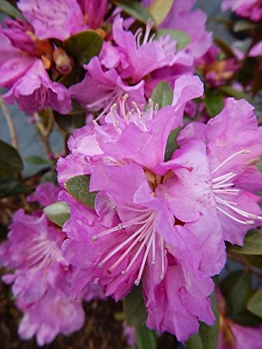 Live Plant, Rhododendron X `PJM Elite` Evergreen Lavender Flowers, 3-Gallon Fully Potted Plant Bush from Green Promise Farms by GreenPromiseFarms